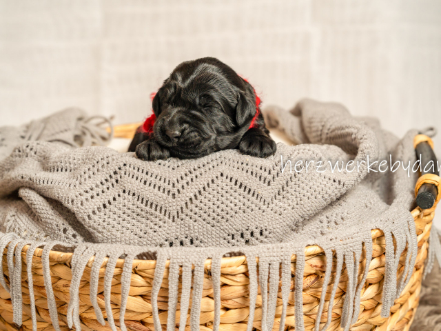 Herr Rot nach 10 Tagen